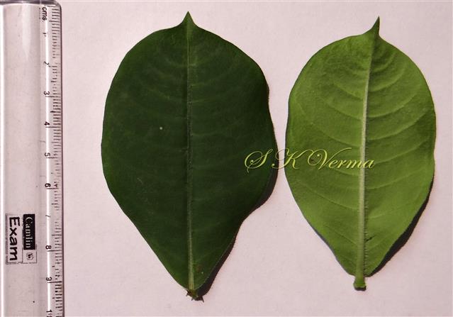  Leaves